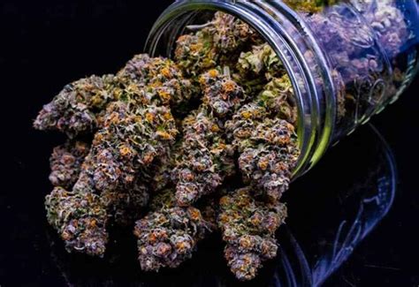 Gelato sunrise strain review - Gelato strain is a legendary cannabis strain adored by many, from cannabis connoisseurs to cannabis beginners. It has intense aromas and boasts a high potency …